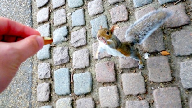 Eichhörnchen ist fröhlich über eine Mandel, die es von mir bekommt